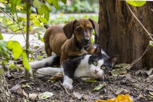 Cat and dog laying in the woods